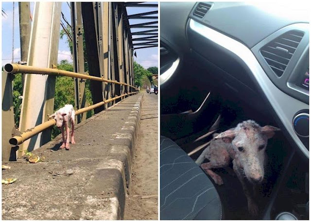 Before meeting her rescuers, Kelsey was a stray dog struggling to survive. Before meeting her rescuers, Kelsey was a stray dog struggling to survive.