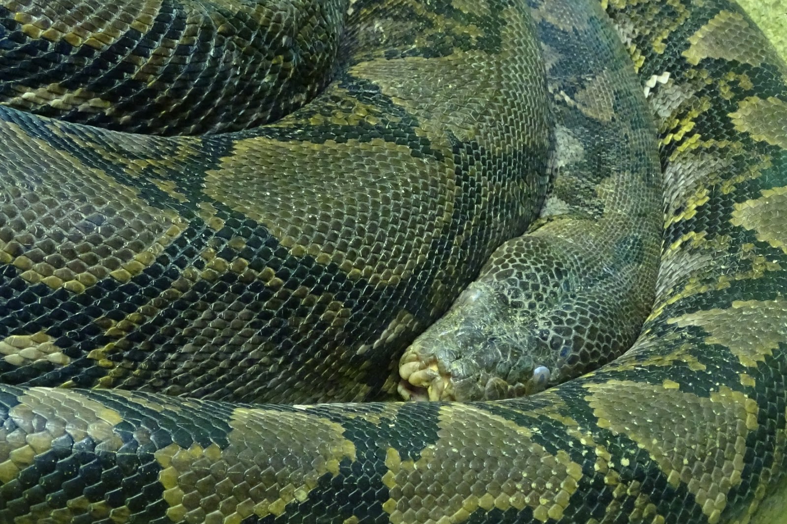 SERPIENTES DE TODO EL MUNDO BOAS Y PITONES