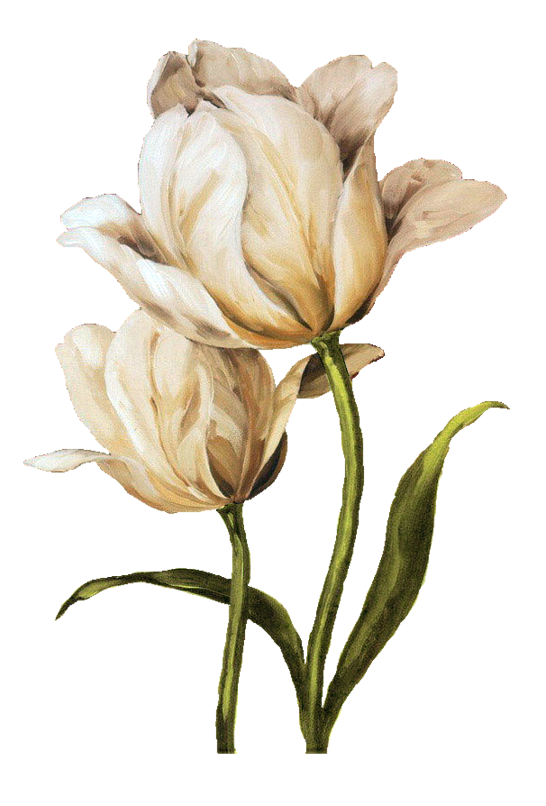 Flower Painting_By Lisa Audit_PNG_(69 item) Blisse Design Studio