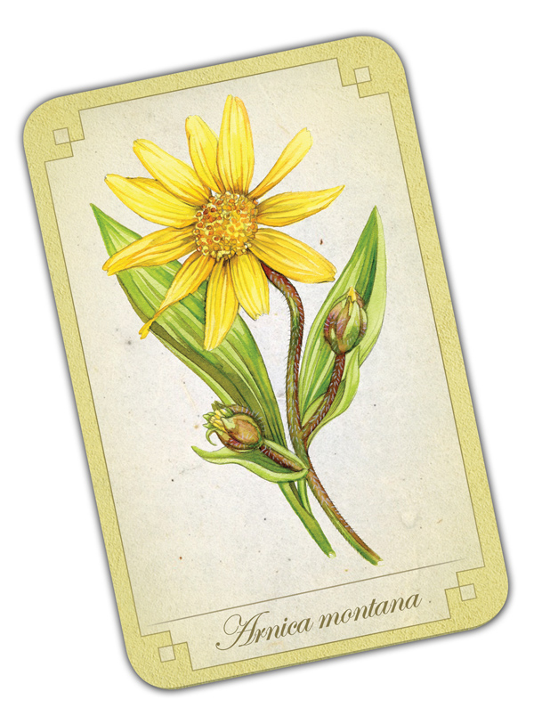 Benefits of Arnica Le Reve Spa