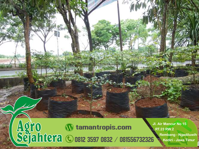 Pohon Ketapang Dalam Pot