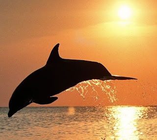 morskie życie delfiny
