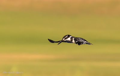 Birds in Flight Photography with Canon EOS 6D / EF 70-300mm f/4-5.6L IS USM Lens Birds in Flight Photography with Canon EOS 6D / EF 70-300mm f/4-5.6L IS USM Lens