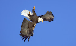 bird loop talons prey ground fall moment amazing does towards defence manoeuvre