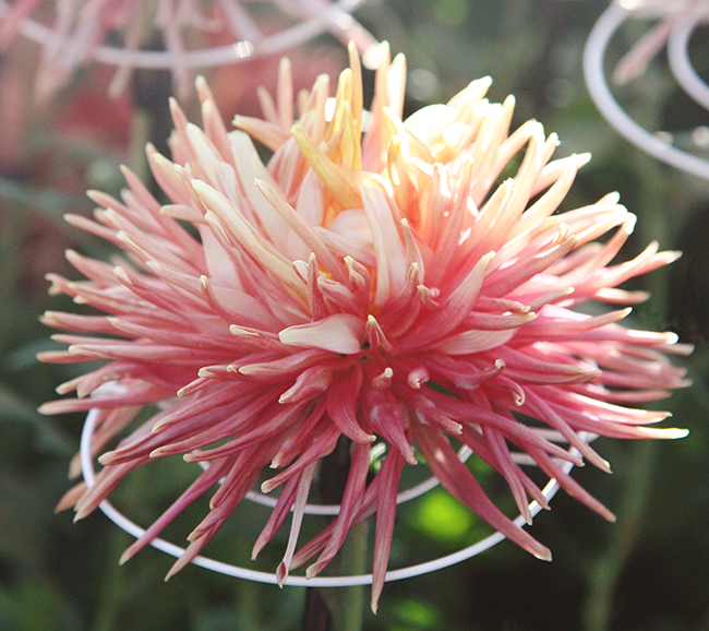 Kiku At The NY Botanical Garden, NY Botanical Garden, Chrysanthemums