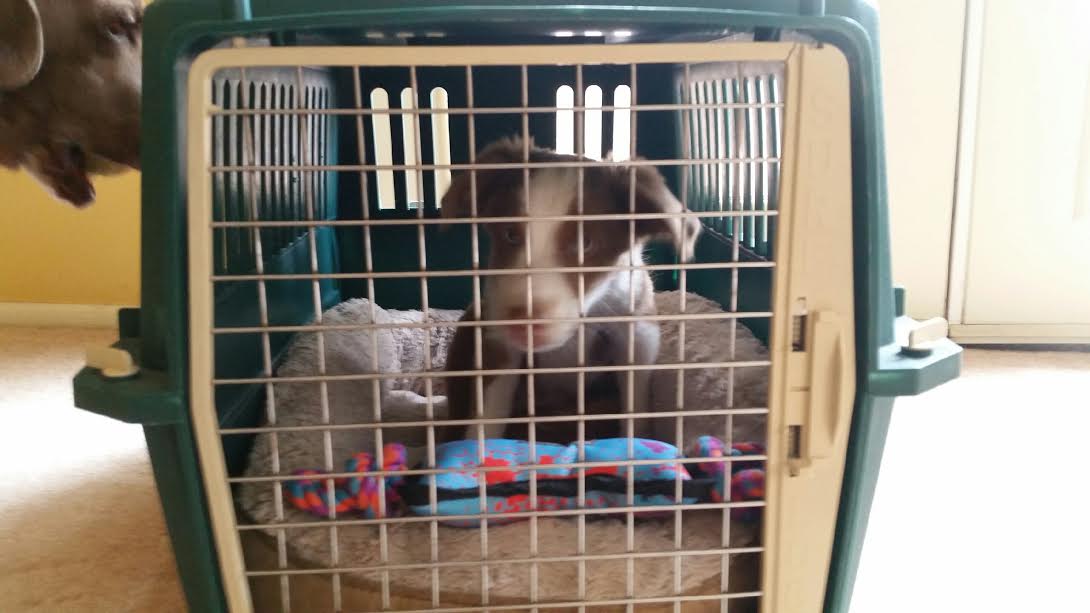 Keep Your Paws on the Road Crate Training 101 5 Easy Steps to Make