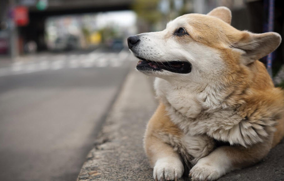 Welsh The Life of Animals