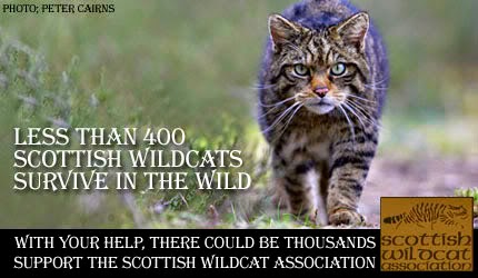 Save the wildcat!