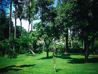 Fresh Green Grass Garden Yard With Various Types Of Shade Trees At Tangguwisia Village, North Bali, Indonesia