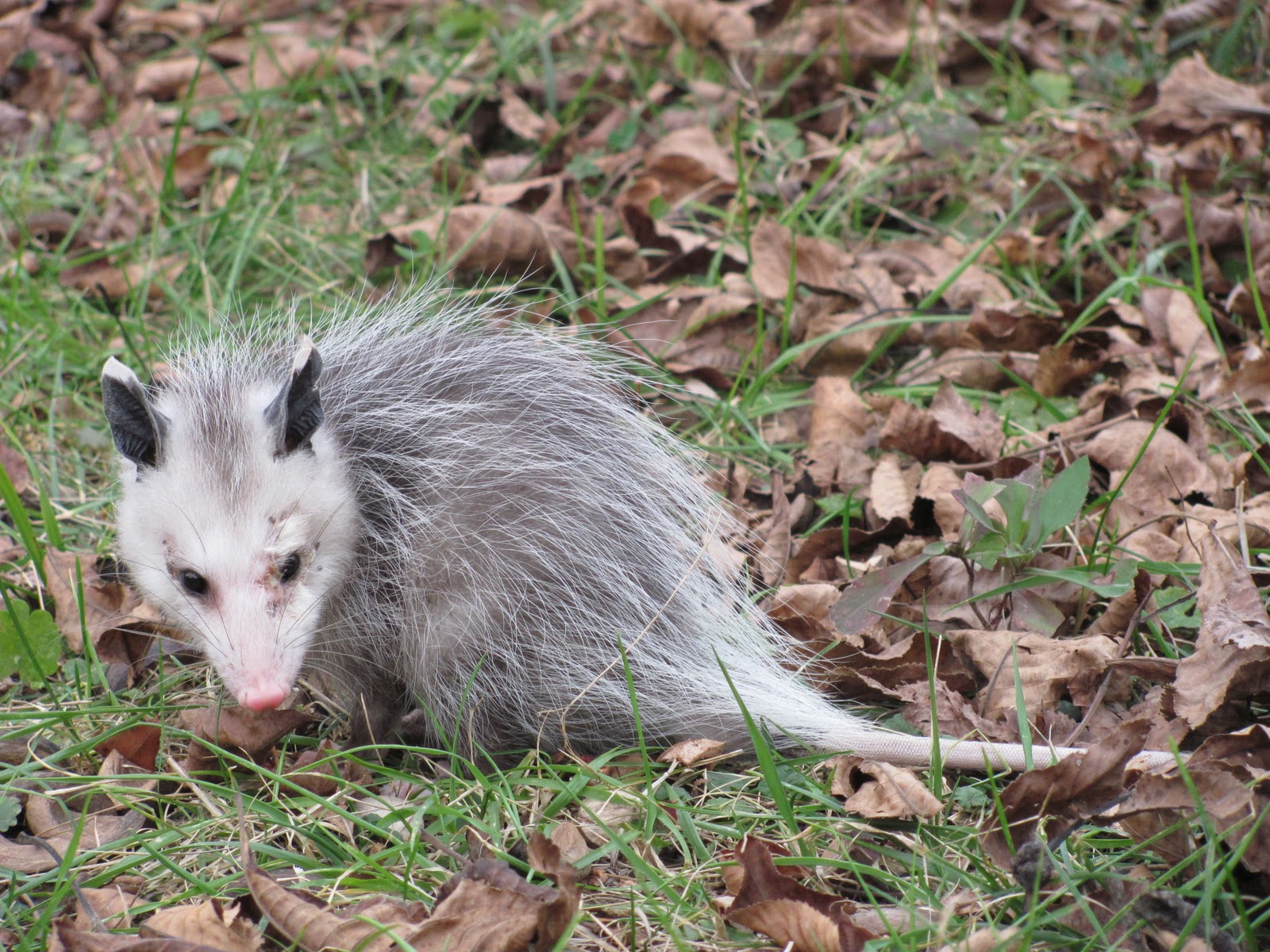 curving back a young opossum