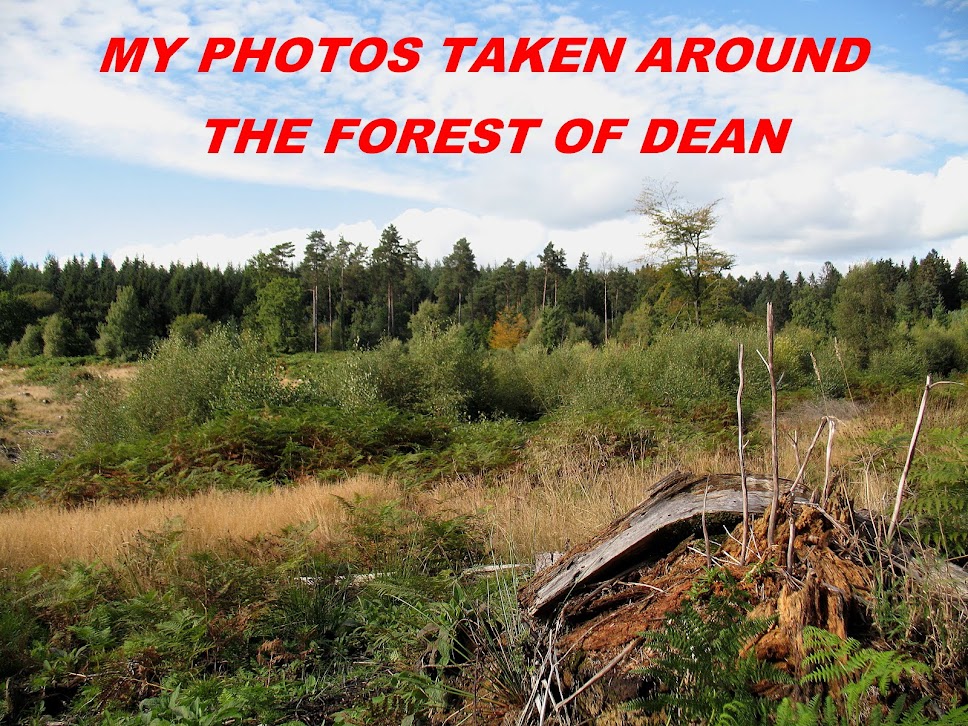 My photo's taken in and around the Forest of Dean