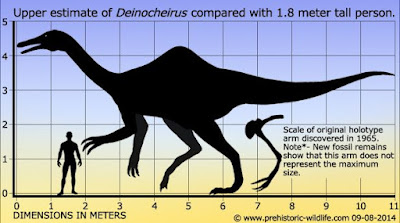 Deinocheirus dimensions