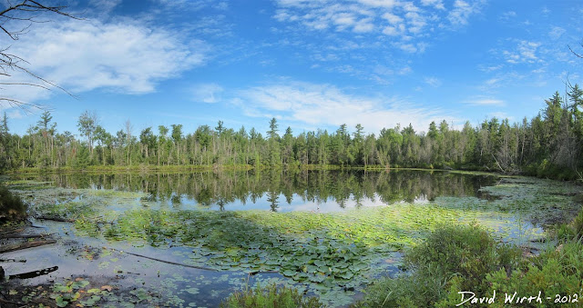forst lake, pond, huron national forest, lake, clouds, lillypads