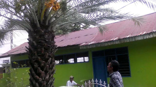 Di Padang, Pohon Kurma Ini Bisa Tumbuh dan Berbuah! Letaknya di Samping Masjid Di Padang, Pohon Kurma Ini Bisa Tumbuh dan Berbuah! Letaknya di Samping Masjid