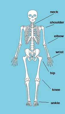INMACULADA Bilingual Blog: SKELETON JOINS