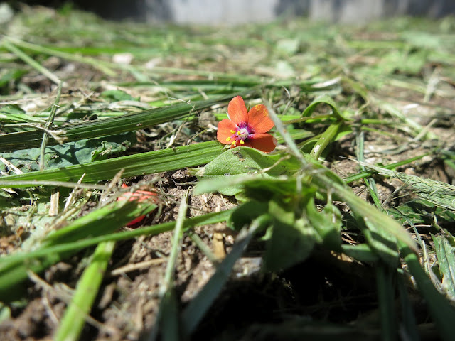 Anagallis arvensis Scarlet Pimpernel flower - just the flower - fallen when the grass was cut.