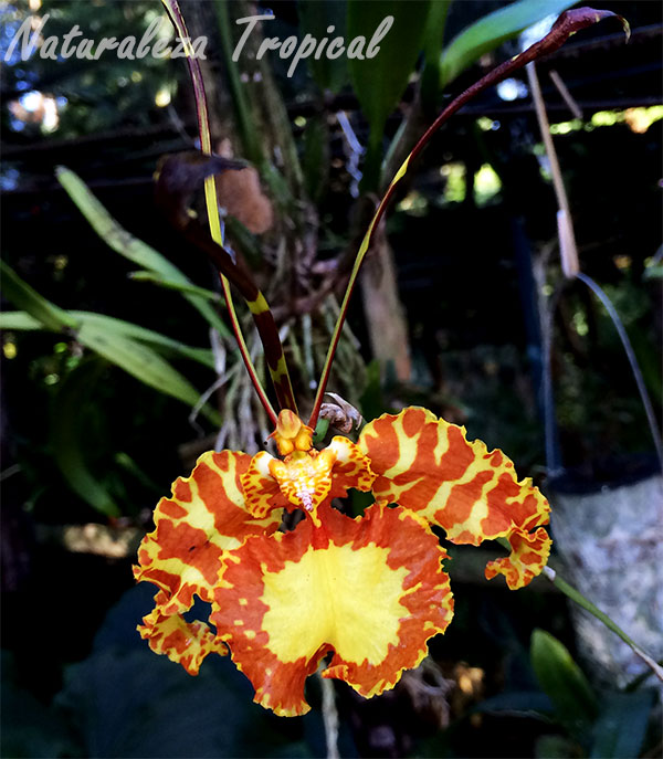 Foto de la flor característica de la orquídea Mariposa, Psychopsis papilio