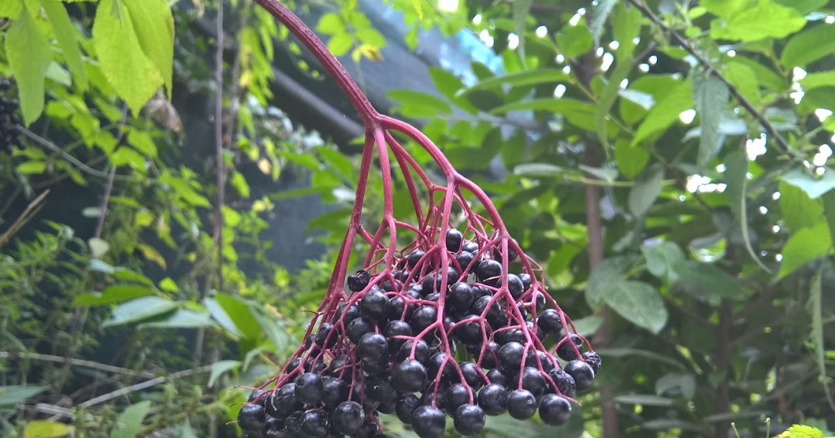Coltivazione del Sambuco (Sambucus nigra), Dove Cresce? Il Gusto