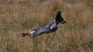 alt="perro de grandes orejas saltando por el campo"