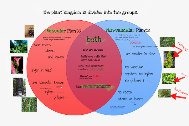 P4's Classroom Blog Vascular vs. Nonvascular Plants