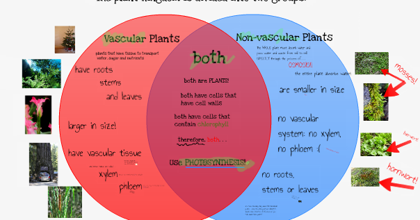 P4's Classroom Blog: Vascular vs. Nonvascular Plants