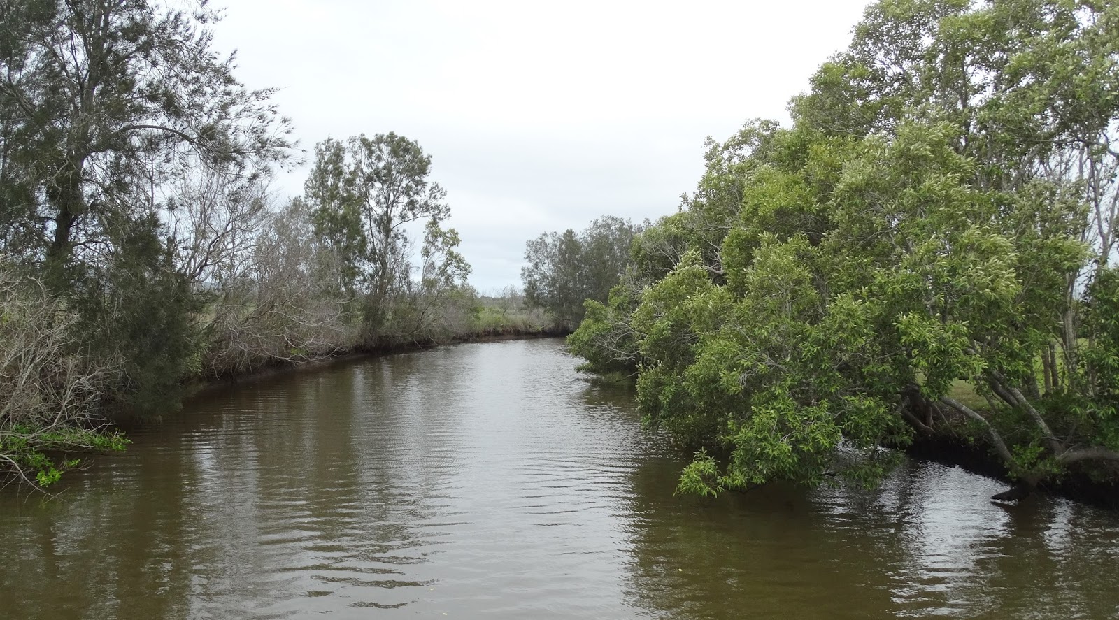 sunshinecoastbirds Yandina Creek Wetland Back from the Brink
