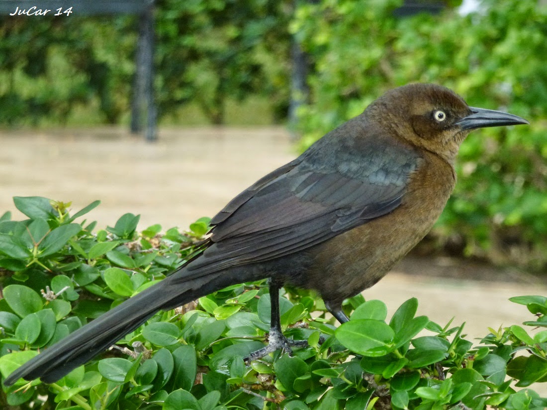 Zanate Bellas Aves de El Salvador: Quiscalus mexicanus (zanate, clarinero ...