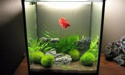 Desain Aquarium Air Tawar Model Terbaik Harga Murah Hingga