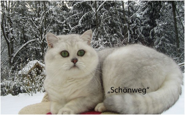 Schoenweg Chinchilla Cats Cattery Sir N1 Kashmir Dewberry