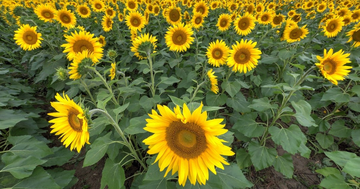 Ohio Birds and Biodiversity Sunflower field, various photographic