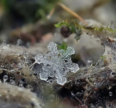 снежинка snowcrystals