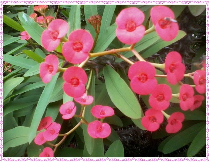 COROA-DE-CRISTO(Euphorbia milii)