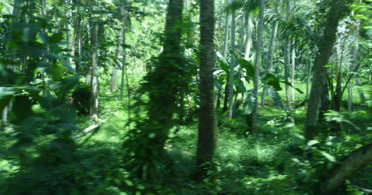 Contoh Makalah lingkungan kerusakan hutan