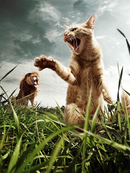 Cat and Lion Unseen picture - Planet Wallpapers
