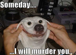 Dog Memes Dog Memes
