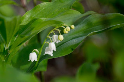 gyöngyvirág (Convallaria majalis)