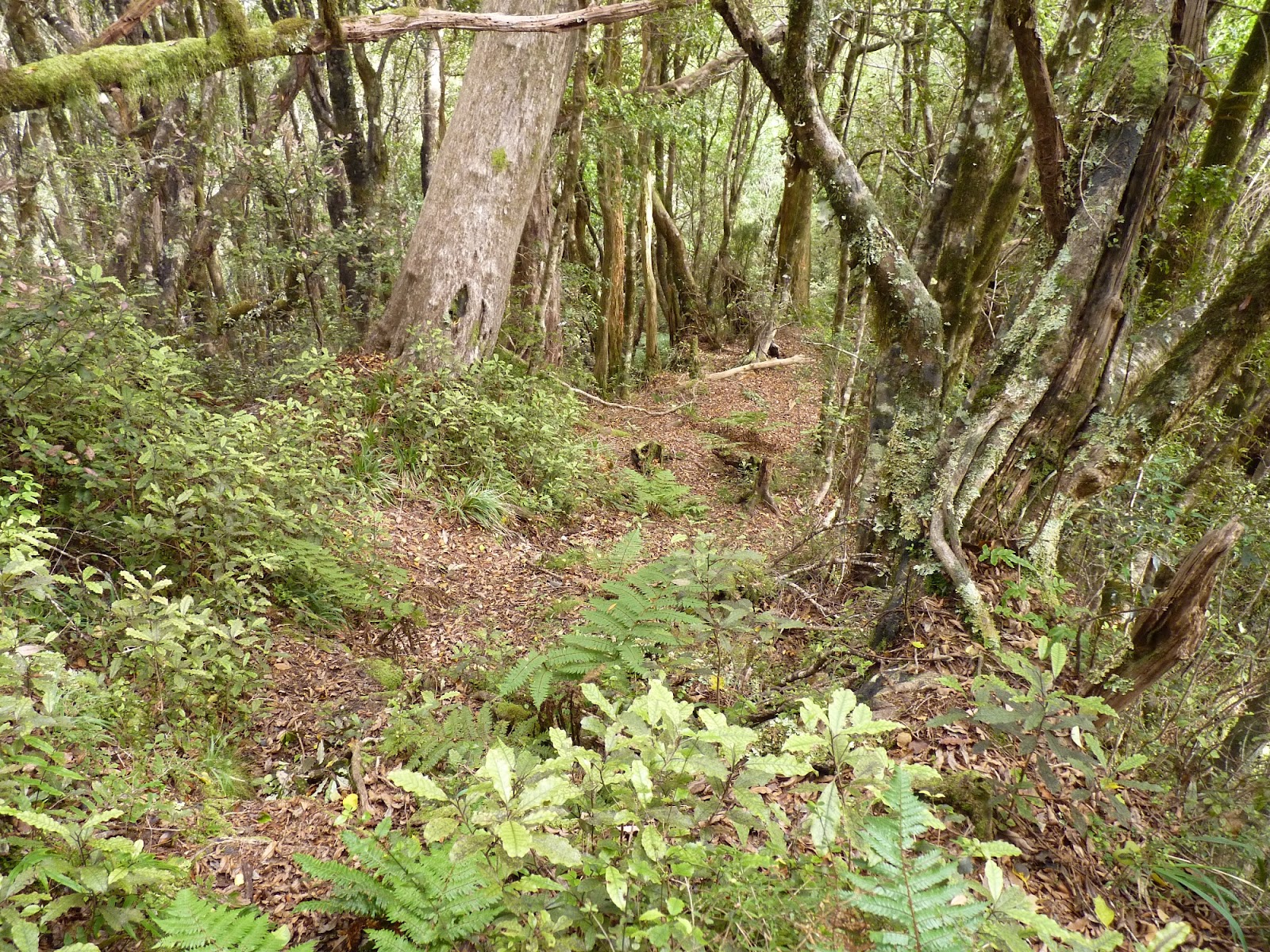 BlogRoddus Rocky Creek hut Griffin Creek hut 2122 April 2012