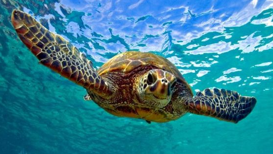 Beberapa Spesies Penyu Laut