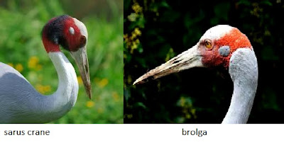 sarus%2Bcrane%2B2.jpg