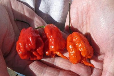 World hottest pepper is grown in Carolina Reaper