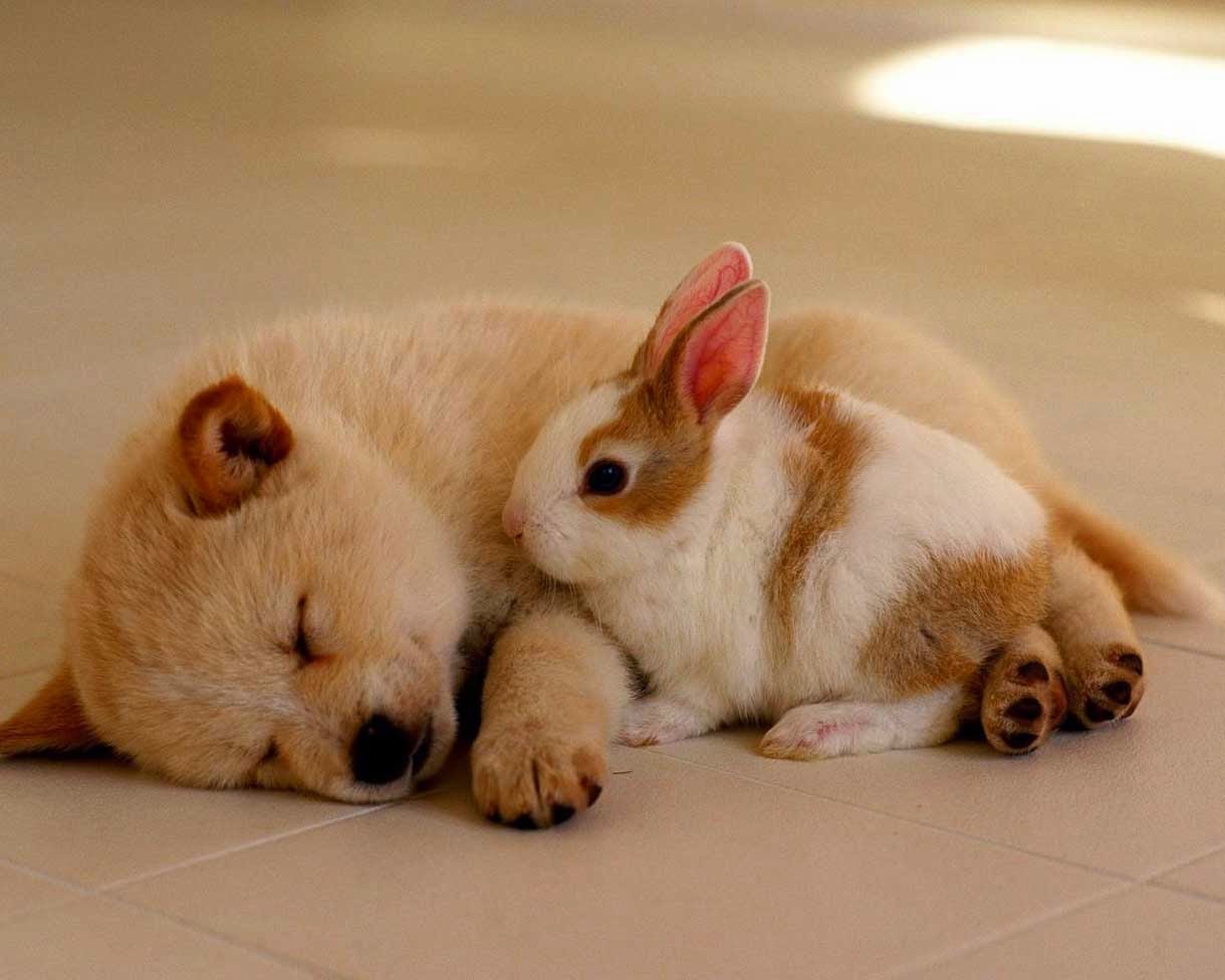 Rabbit and Dog baby Sleeping with Love