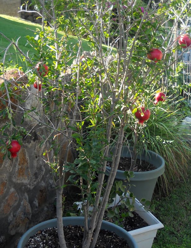 Easy Tips How to Grow Pomegranate From Seed, Grow Your Own Pomegranate