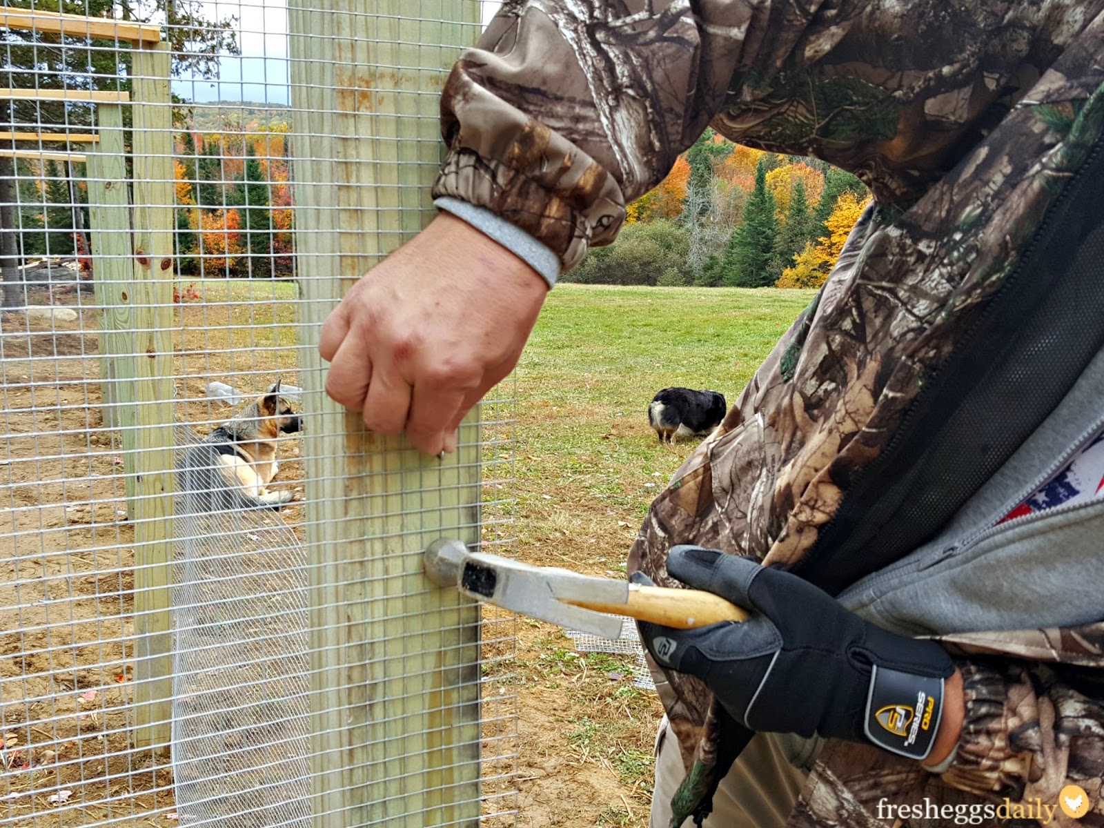 How to Build a PredatorProof Chicken Run Fresh Eggs Daily® with Lisa