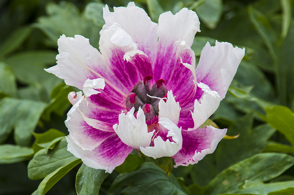 Photographing Oregon Adelman Peony Gardens