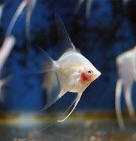 Bir akvaryumda yüzen beyaz renkli melek balığı