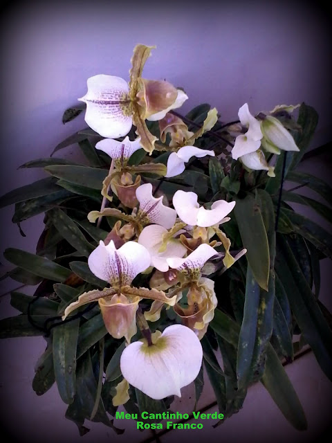 Substrato para orquídeas