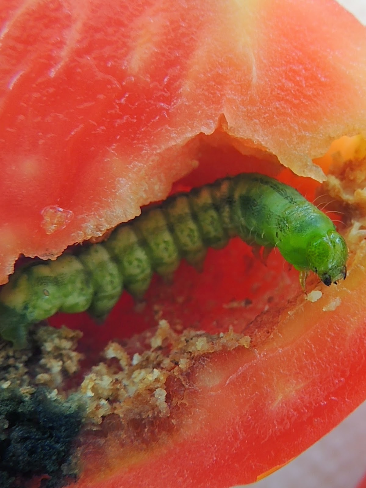 DETALLE DE UNA ORUGA EN EL INTERIOR DE UN TOMATE