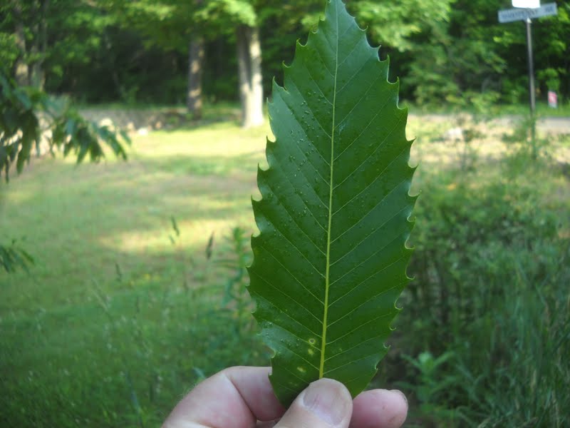 Art's Bayfield Almanac 7/17/11 RARE AMERICAN CHESTNUT TREE IN BLOOM