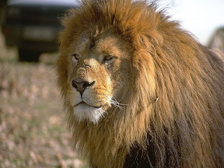 Lion pictures and wallpapers4