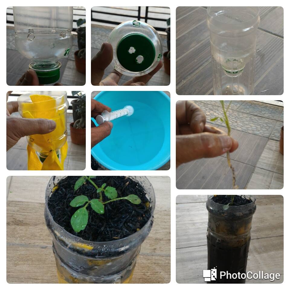 Menanam Tomat Secara Hidroponik Dalam Botol Bekas Jurnal Hidroponik